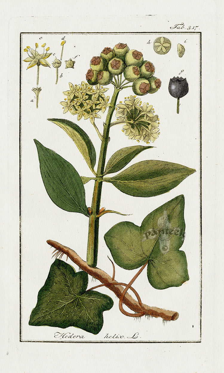 Zorn Original Botanical Print 1796 Hedera helix