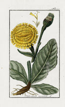 Zorn Original Botanical Print 1796 Hypochaeris mac - Panteek Antique Prints