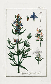 Zorn Original Botanical Print 1796 Hyssopus - Panteek Antique Prints