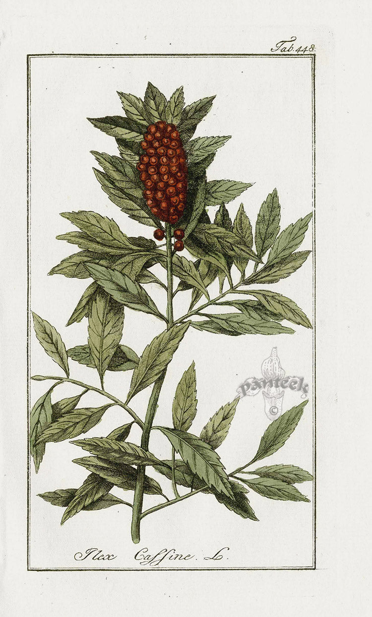Zorn Original Botanical Print 1796 Ilex caffine