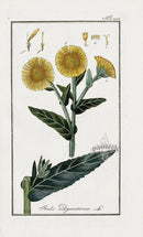 Zorn Original Botanical Print 1796 Inula dys - Panteek Antique Prints