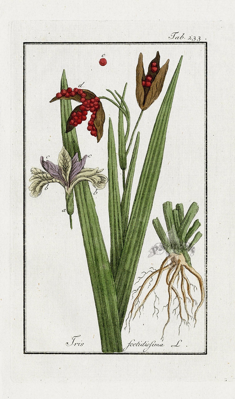 Zorn Original Botanical Print 1796 Iris foe