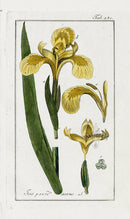 Zorn Original Botanical Print 1796 Iris pse - Panteek Antique Prints