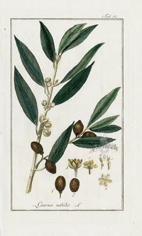 Zorn Original Botanical Print 1796 Laurus nobilis - Panteek Antique Prints