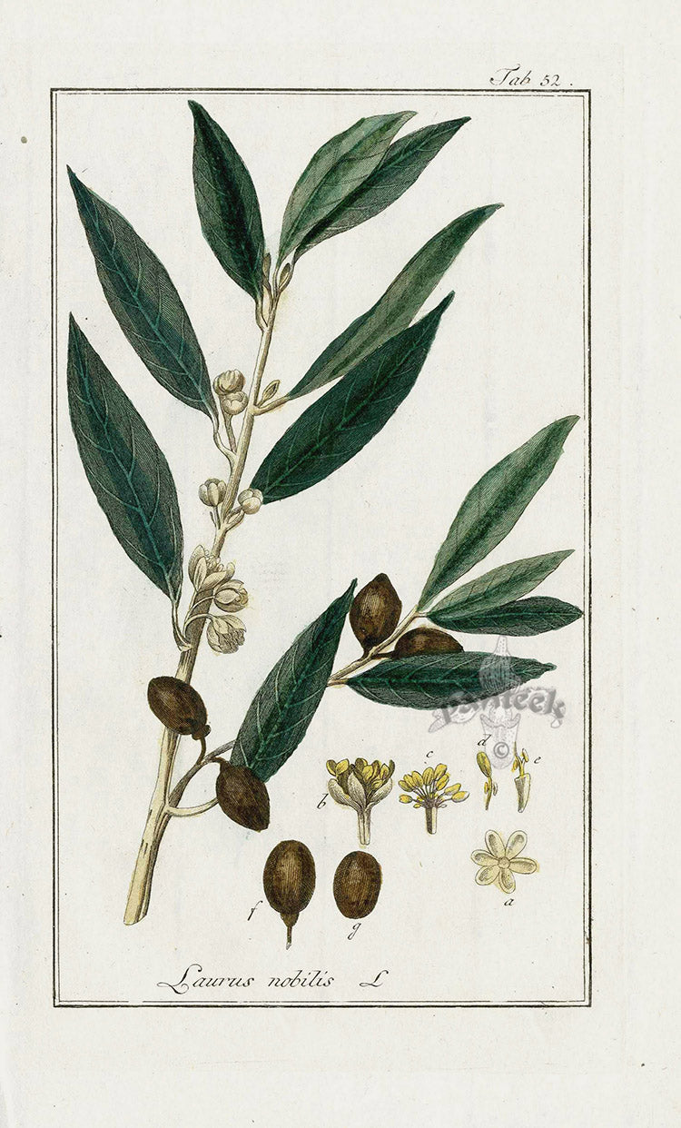 Zorn Original Botanical Print 1796 Laurus nobilis