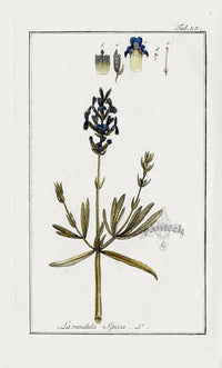 Zorn Original Botanical Print 1796 Lavendar - Panteek Antique Prints