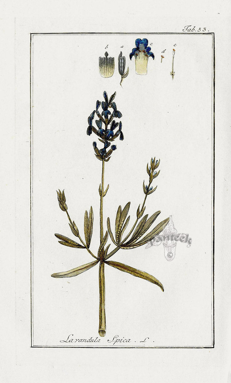 Zorn Original Botanical Print 1796 Lavendar
