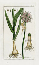 Zorn Original Botanical Print 1796 Leek - Panteek Antique Prints