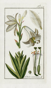 Zorn Original Botanical Print 1796 Lily - Panteek Antique Prints