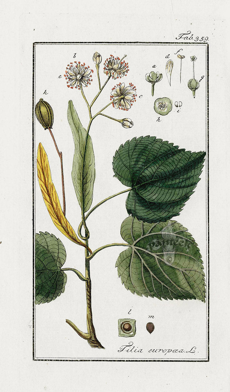 Zorn Original Botanical Print 1796 Linden