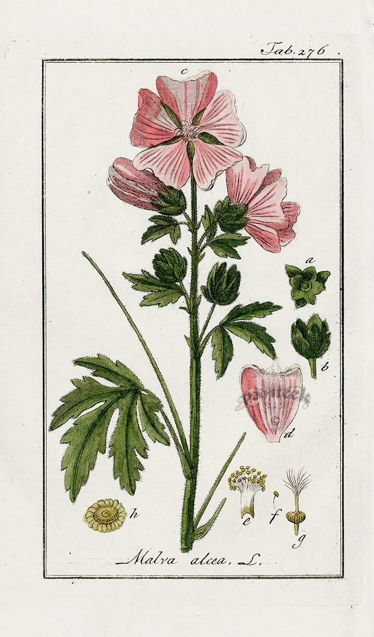 Zorn Original Botanical Print 1796 Malva alcea