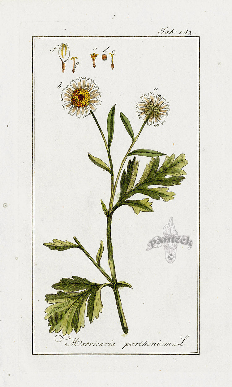 Zorn Original Botanical Print 1796 Matricaria par
