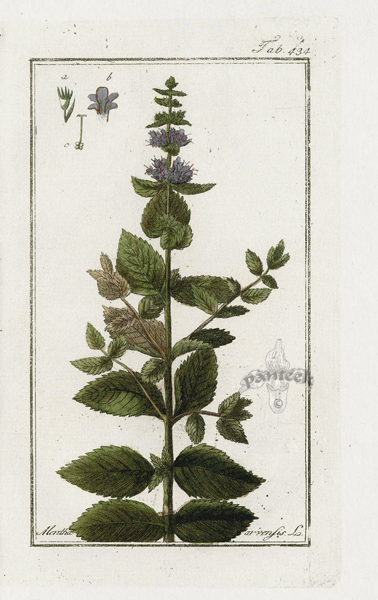 Zorn Original Botanical Print 1796 Mentha arvensis