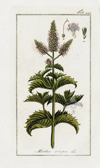 Zorn Original Botanical Print 1796 Mentha crispa - Panteek Antique Prints