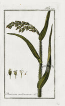 Zorn Original Botanical Print 1796 Millet - Panteek Antique Prints
