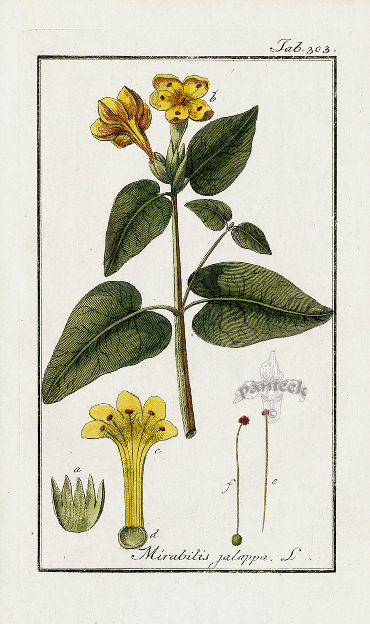 Zorn Original Botanical Print 1796 Mirabilis jal