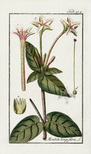 Zorn Original Botanical Print 1796 Mirabilis longiflora - Panteek Antique Prints