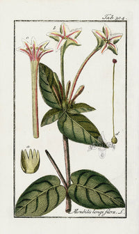 Zorn Original Botanical Print 1796 Mirabilis longiflora - Panteek Antique Prints