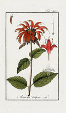 Zorn Original Botanical Print 1796 Monarda didyma - Panteek Antique Prints