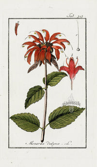 Zorn Original Botanical Print 1796 Monarda didyma - Panteek Antique Prints