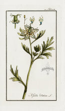 Zorn Original Botanical Print 1796 Nigella sativa - Panteek Antique Prints