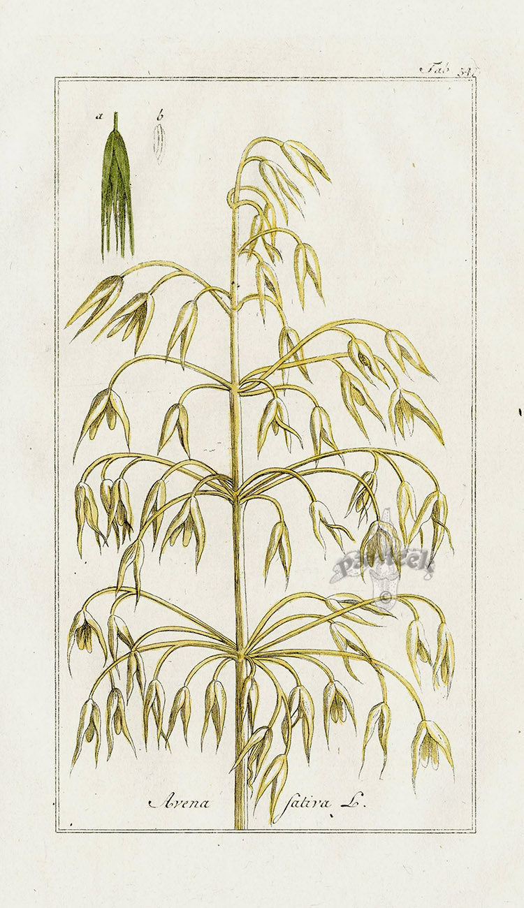 Zorn Original Botanical Print 1796 Oats