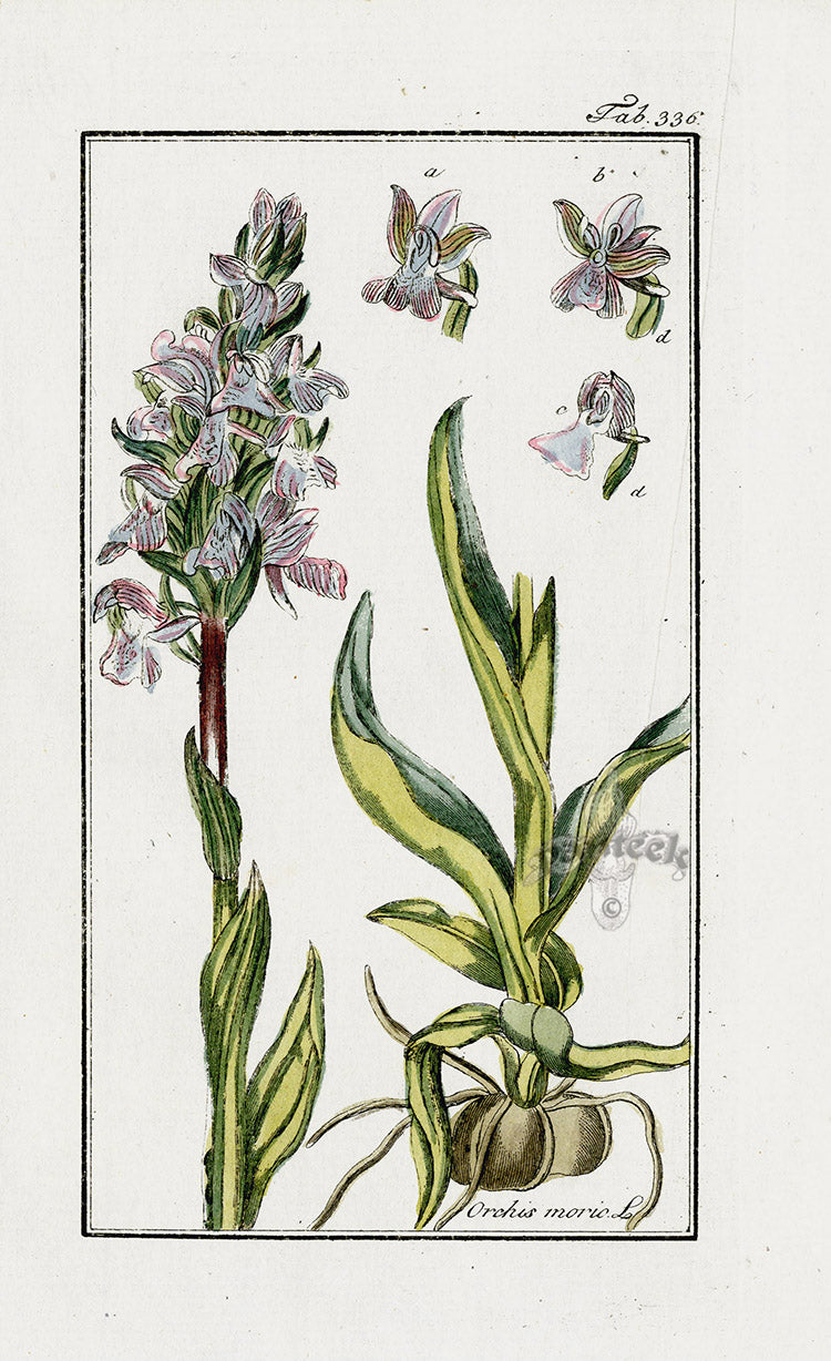 Zorn Original Botanical Print 1796 Orchis morio