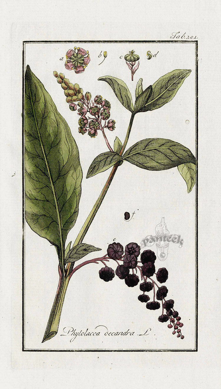 Zorn Original Botanical Print 1796 Phytolacca