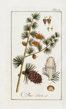 Zorn Original Botanical Print 1796 Pine - Panteek Antique Prints