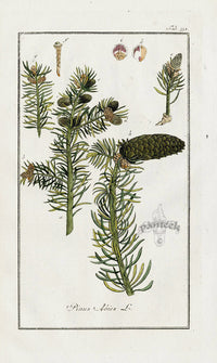 Zorn Original Botanical Print 1796 Pinus abies - Panteek Antique Prints