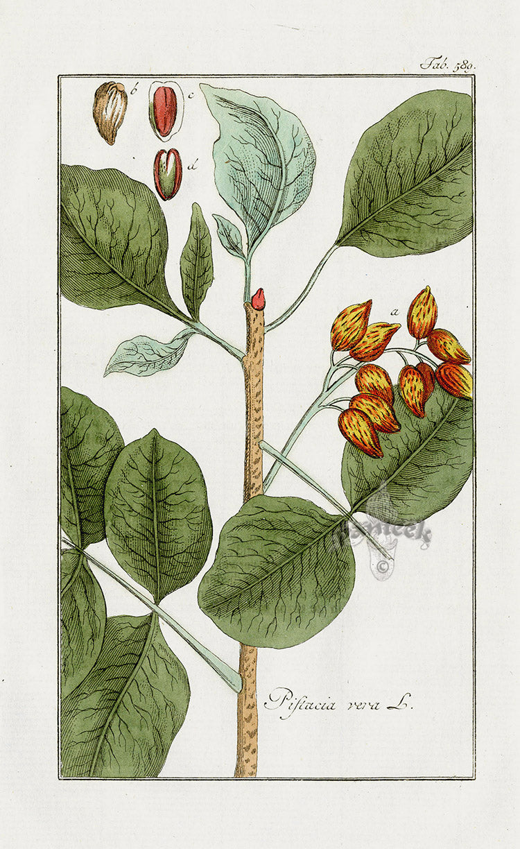 Zorn Original Botanical Print 1796 Pistachio