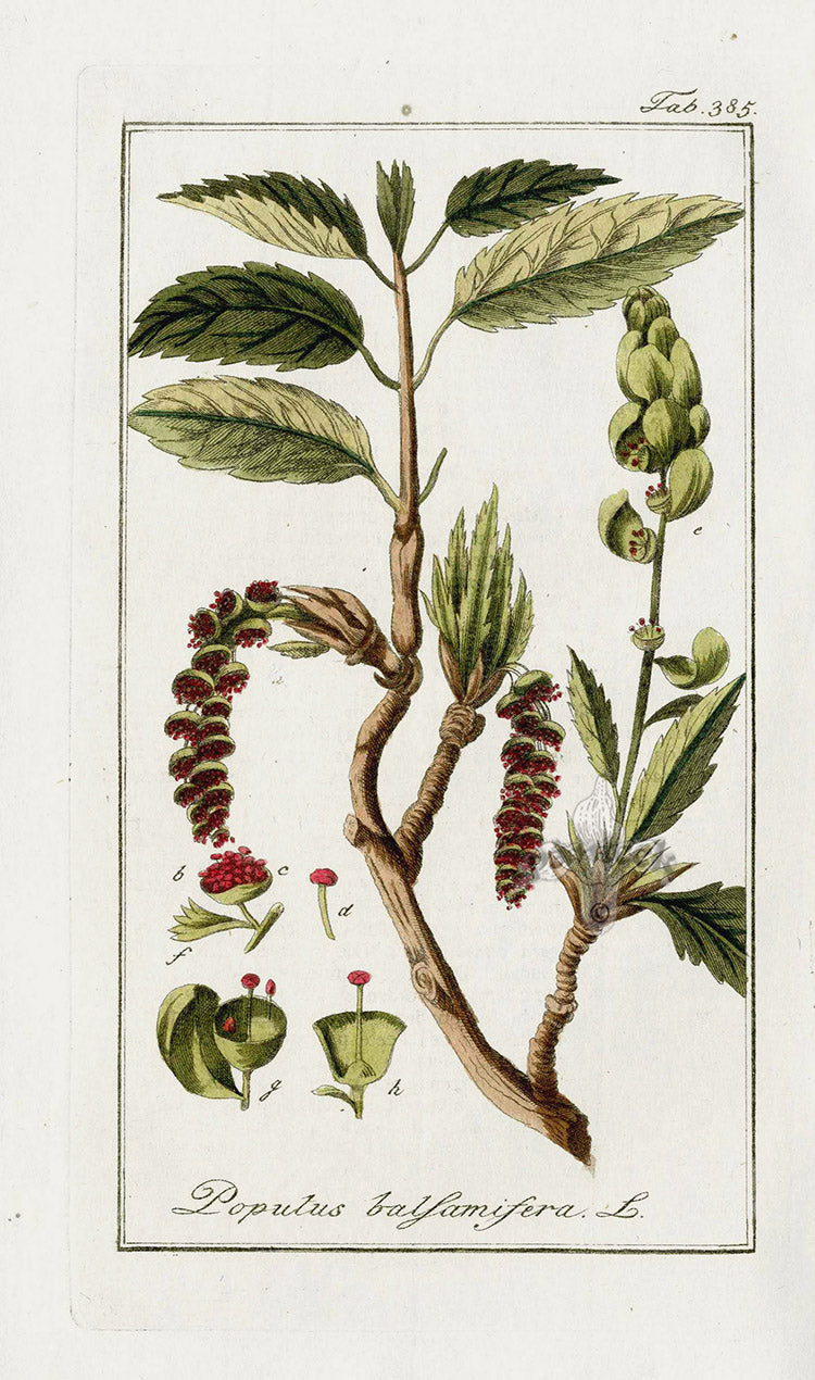 Zorn Original Botanical Print 1796 Populus