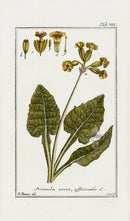 Zorn Original Botanical Print 1796 Primula ver - Panteek Antique Prints