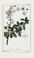 Zorn Original Botanical Print 1796 Prunus spinosa - Panteek Antique Prints