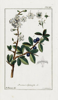 Zorn Original Botanical Print 1796 Prunus spinosa - Panteek Antique Prints