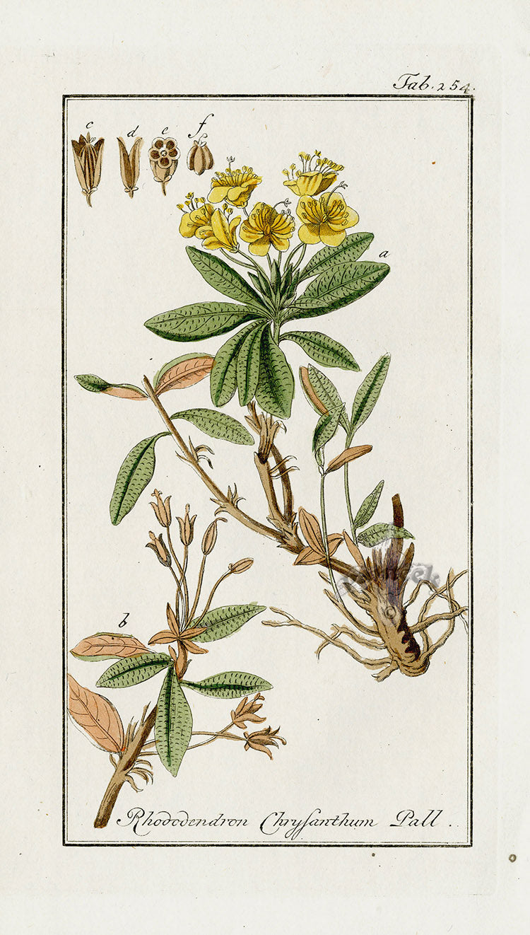 Zorn Original Botanical Print 1796 Rhododendron chr
