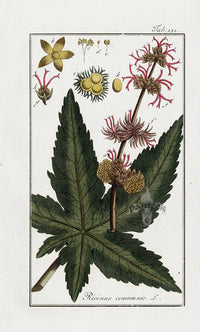 Zorn Original Botanical Print 1796 Ricinus - Panteek Antique Prints