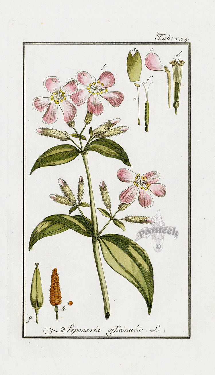 Zorn Original Botanical Print 1796 Saponaria