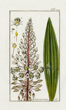 Zorn Original Botanical Print 1796 Scilla maritima - Panteek Antique Prints