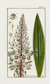 Zorn Original Botanical Print 1796 Scilla maritima - Panteek Antique Prints