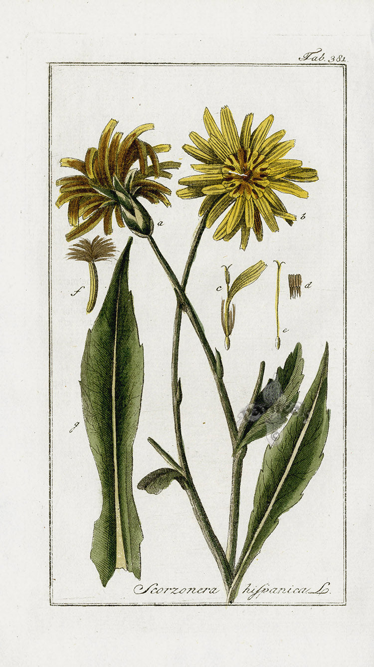 Zorn Original Botanical Print 1796 Scorzonera his