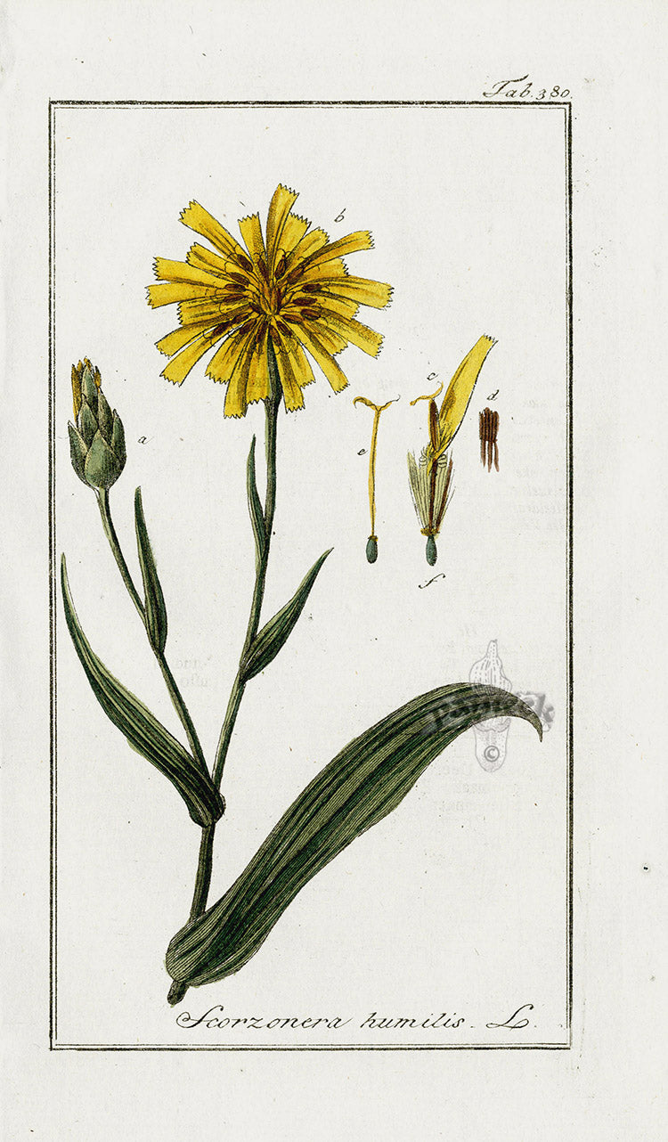 Zorn Original Botanical Print 1796 Scorzonera hum