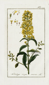 Zorn Original Botanical Print 1796 Solidage vir - Panteek Antique Prints