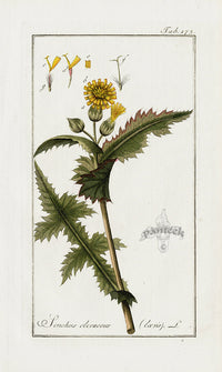Zorn Original Botanical Print 1796 Sonchus - Panteek Antique Prints