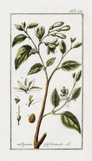 Zorn Original Botanical Print 1796 Styrax - Panteek Antique Prints