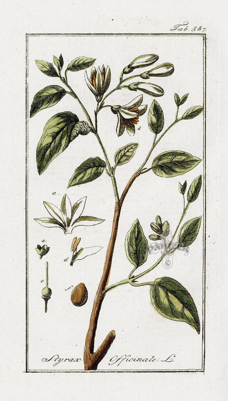 Zorn Original Botanical Print 1796 Styrax