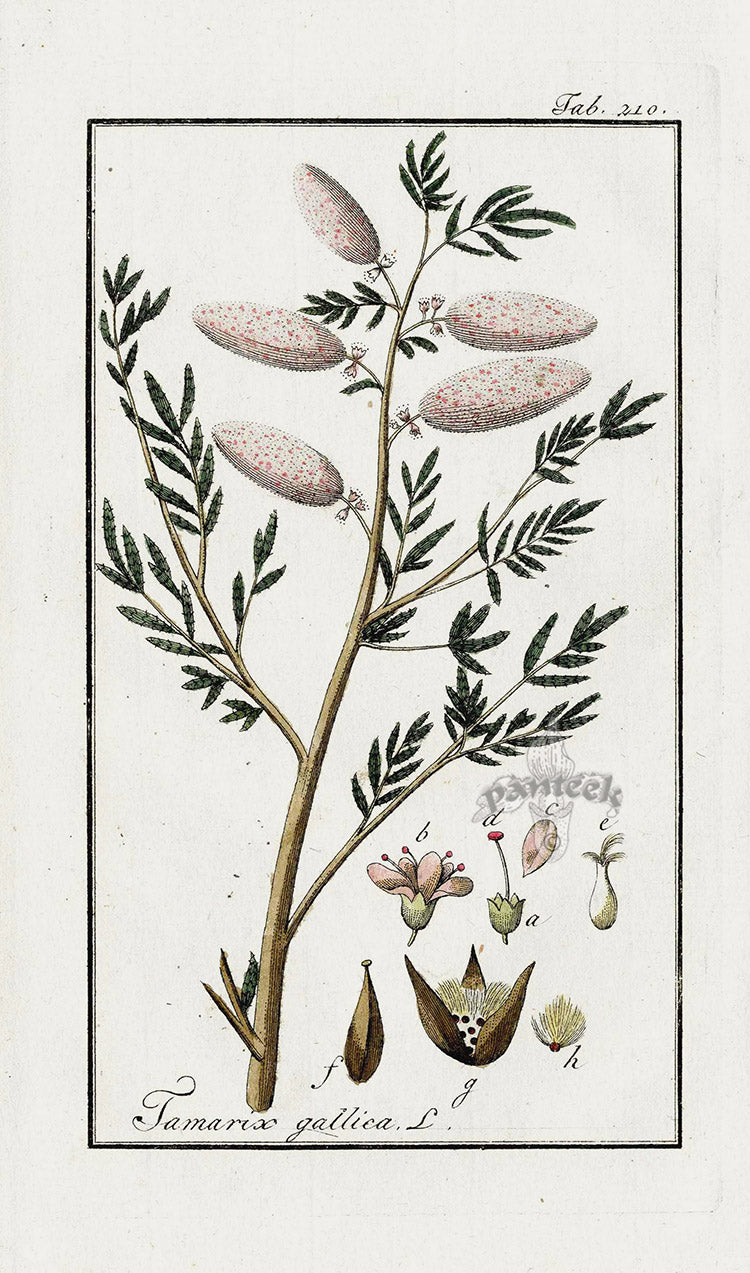 Zorn Original Botanical Print 1796 Tamarix