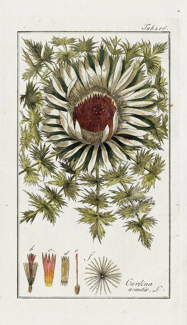 Zorn Original Botanical Print 1796 Thistle