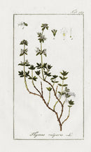 Zorn Original Botanical Print 1796 Thyme - Panteek Antique Prints