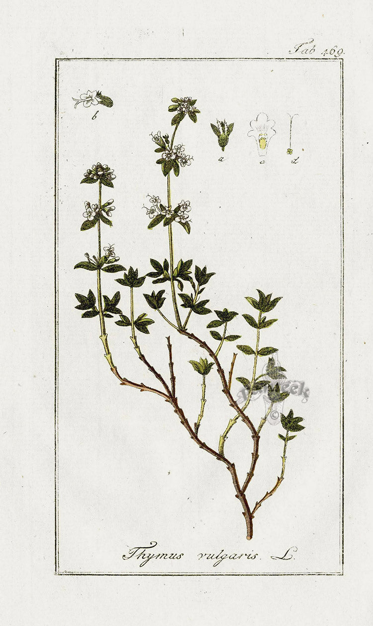 Zorn Original Botanical Print 1796 Thyme